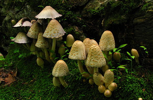 Coprinopsis variegata